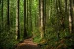 A trail through a sunlit Pacific Northwest forest.